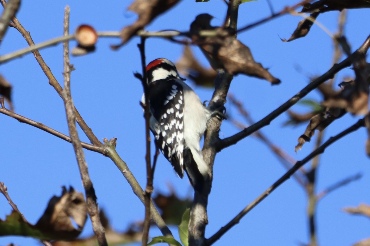 Hairy Woodpecker - John Denice