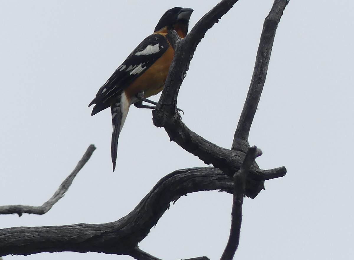 Black-headed Grosbeak - ML609984438