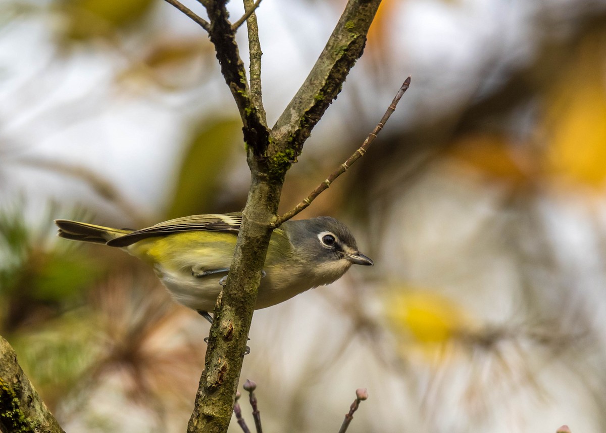 Blue-headed Vireo - ML609984542