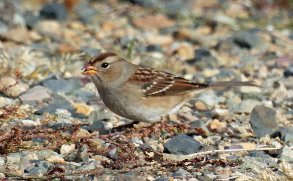 White-crowned Sparrow - ML609984592