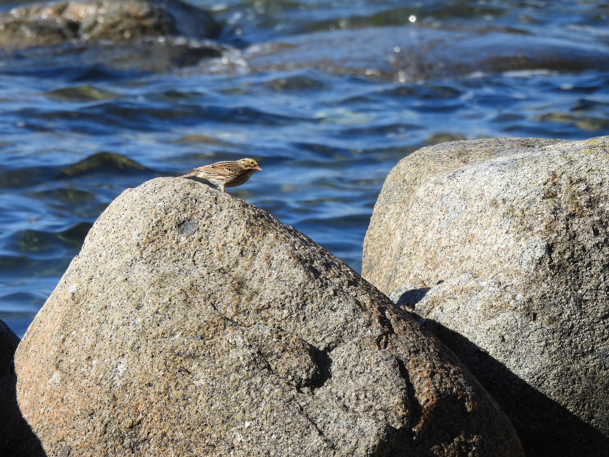 Savannah Sparrow - Teresita Varon