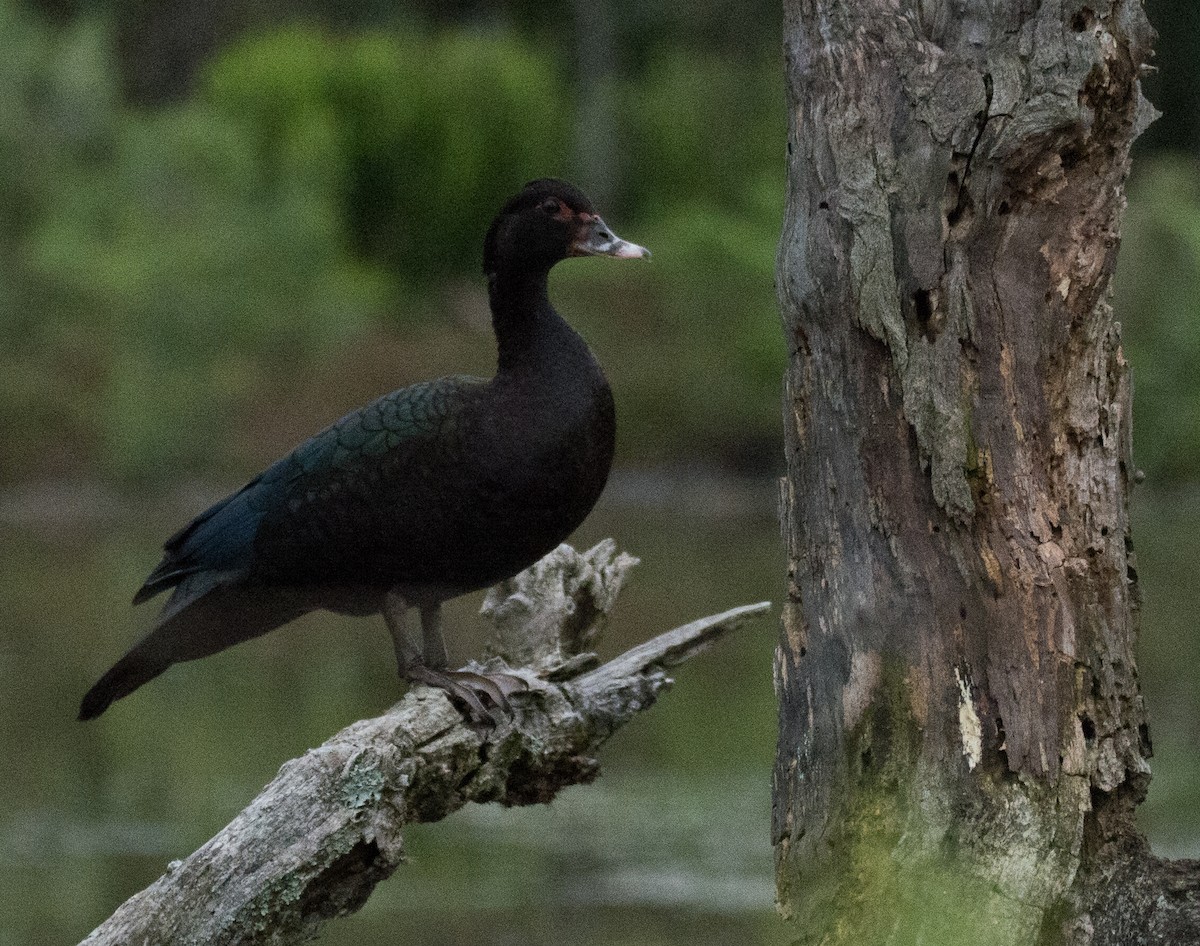 Muscovy Duck - ML609984649