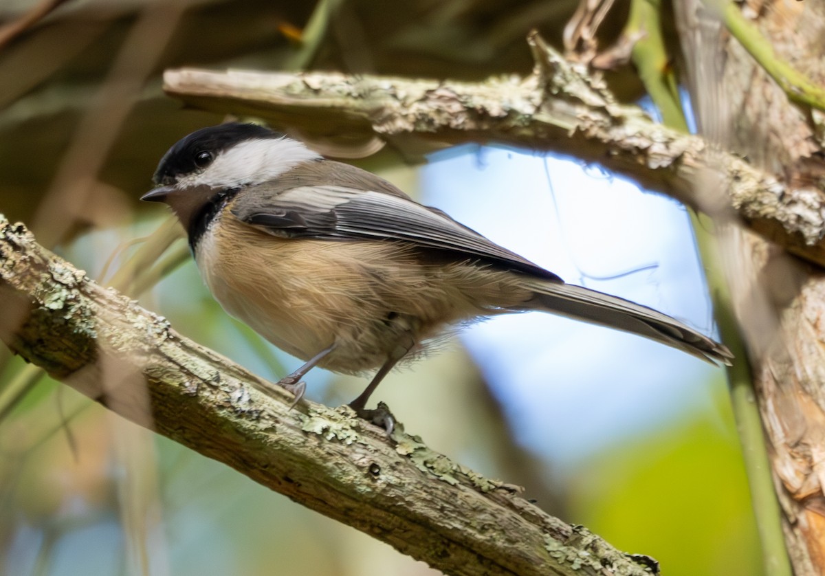 Mésange à tête noire - ML609984727