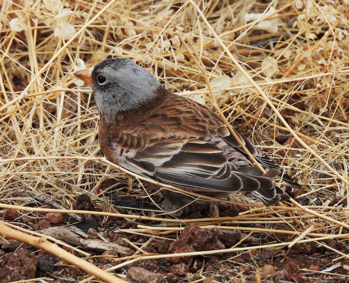 Gray-crowned Rosy-Finch - Rick Bennett