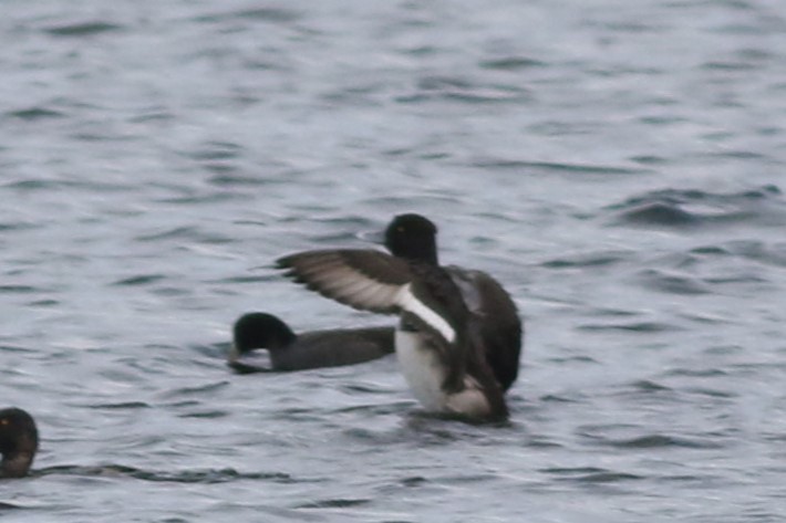 Tufted Duck x Lesser Scaup (hybrid) - Lily Morello