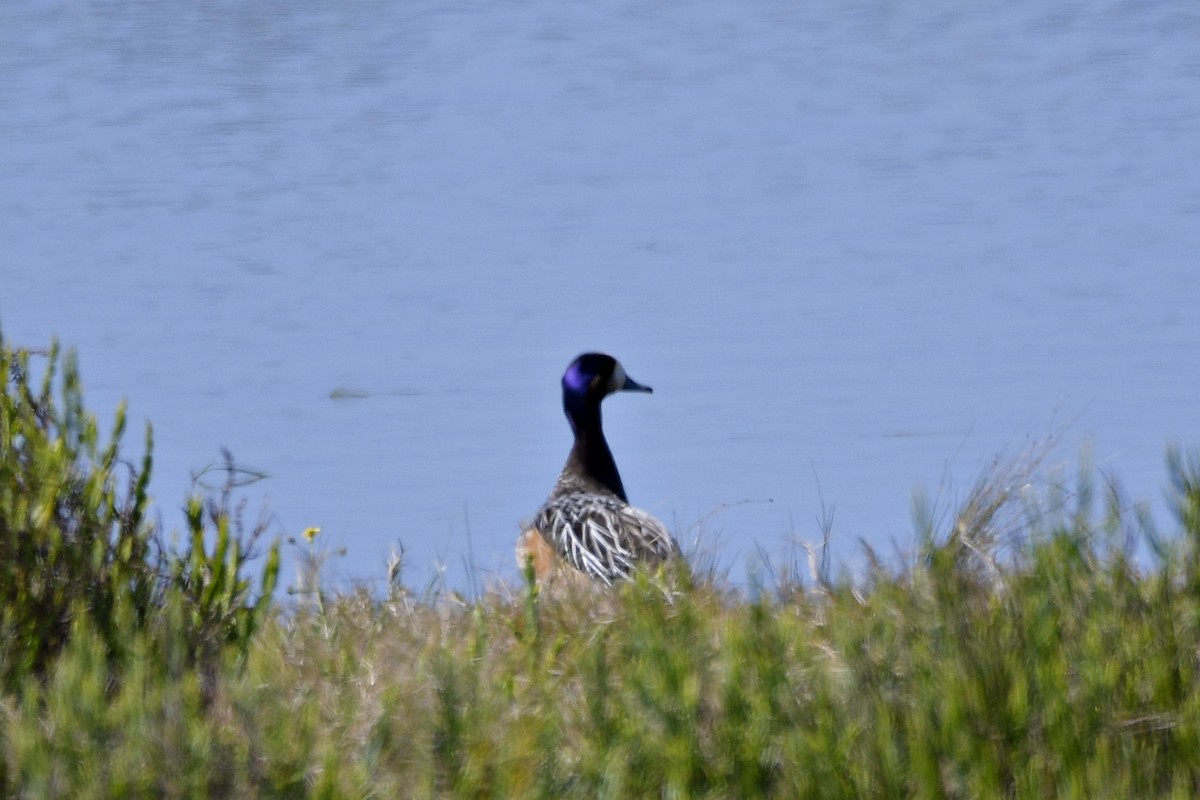 Chiloe Wigeon - ML609984832