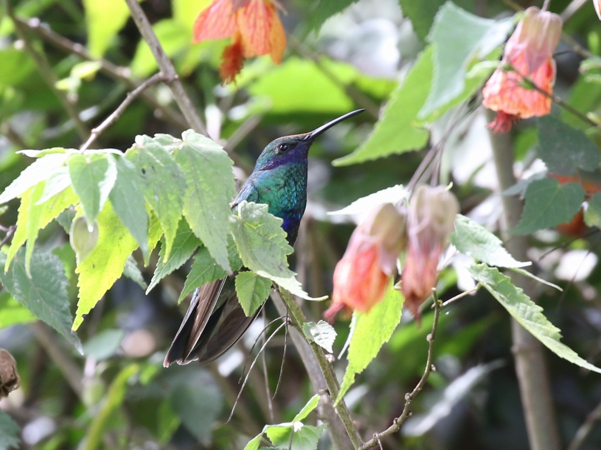 Colibrí Rutilante - ML609984893