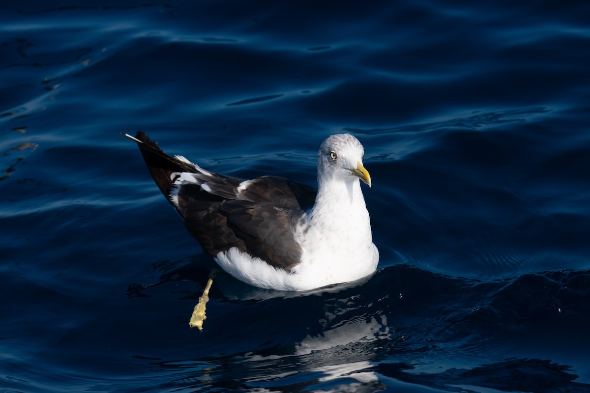 Lesser Black-backed Gull - ML609984894