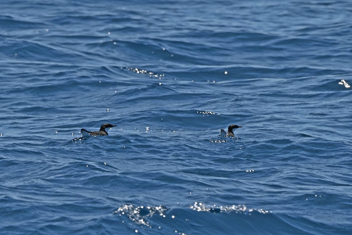 Craveri's Murrelet - ML609984901