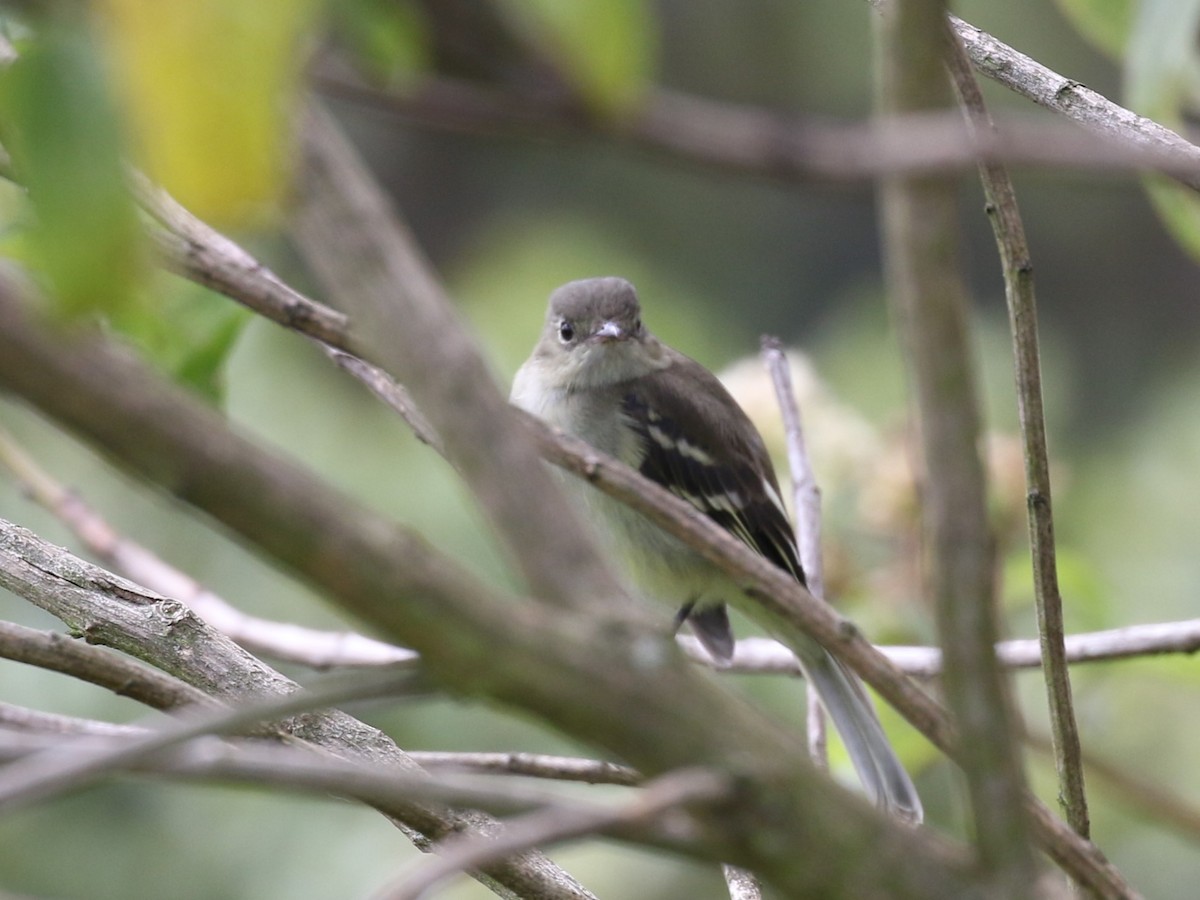 White-throated Tyrannulet - Michael Collins