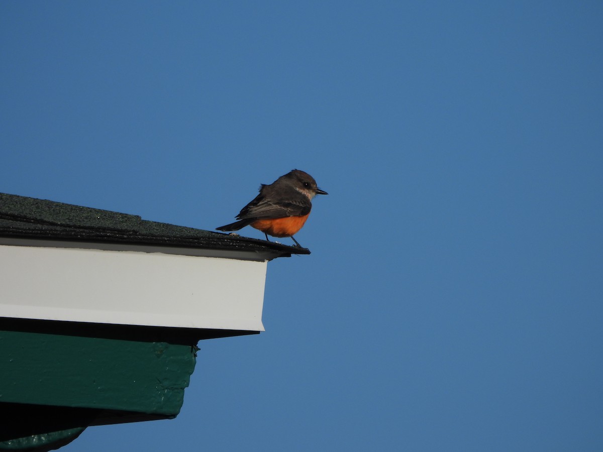 Vermilion Flycatcher - ML609985013