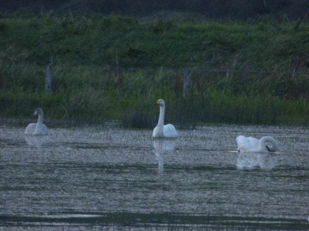 Whooper Swan - ML609985095
