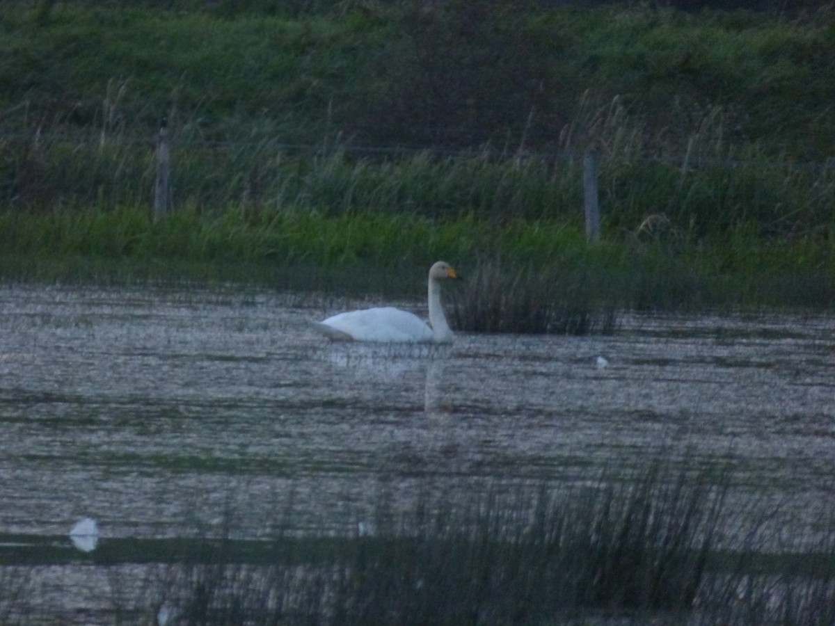 Whooper Swan - ML609985096