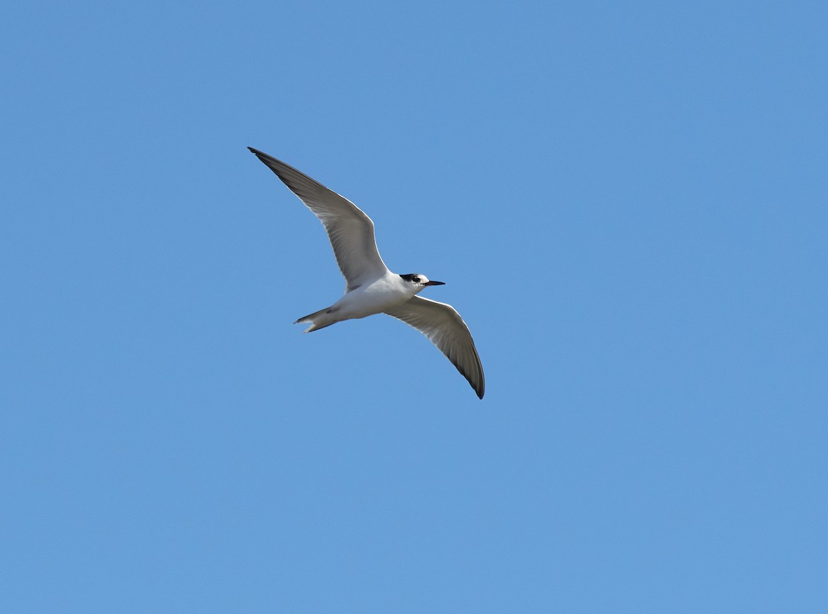 Common Tern - Peggy Scanlan