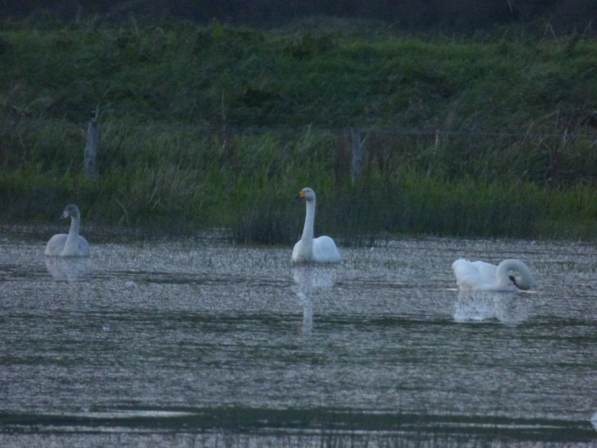 Whooper Swan - ML609985131