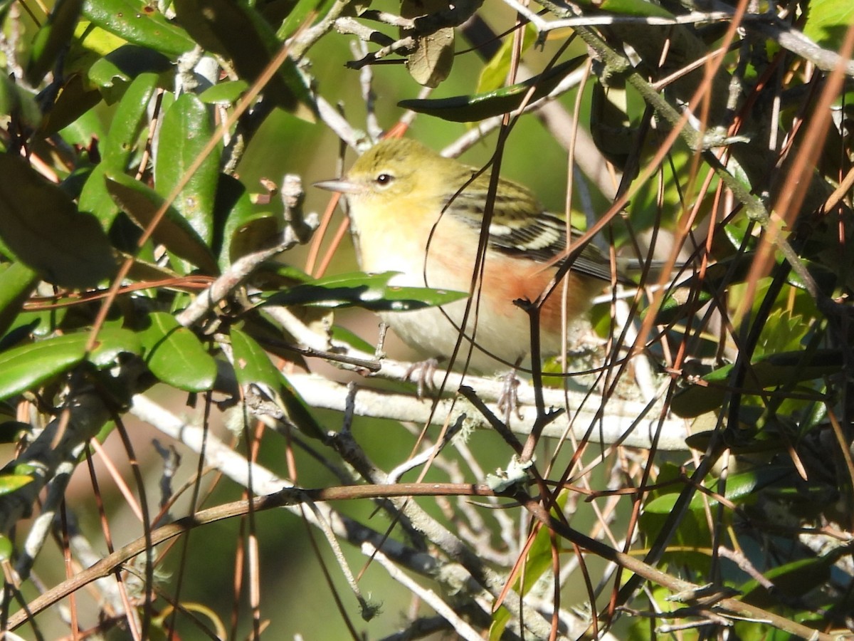 Paruline à poitrine baie - ML609985249