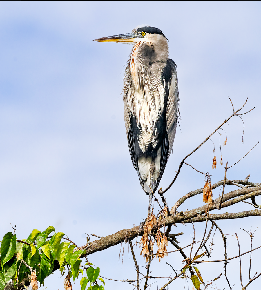 Garza Azulada - ML609985291