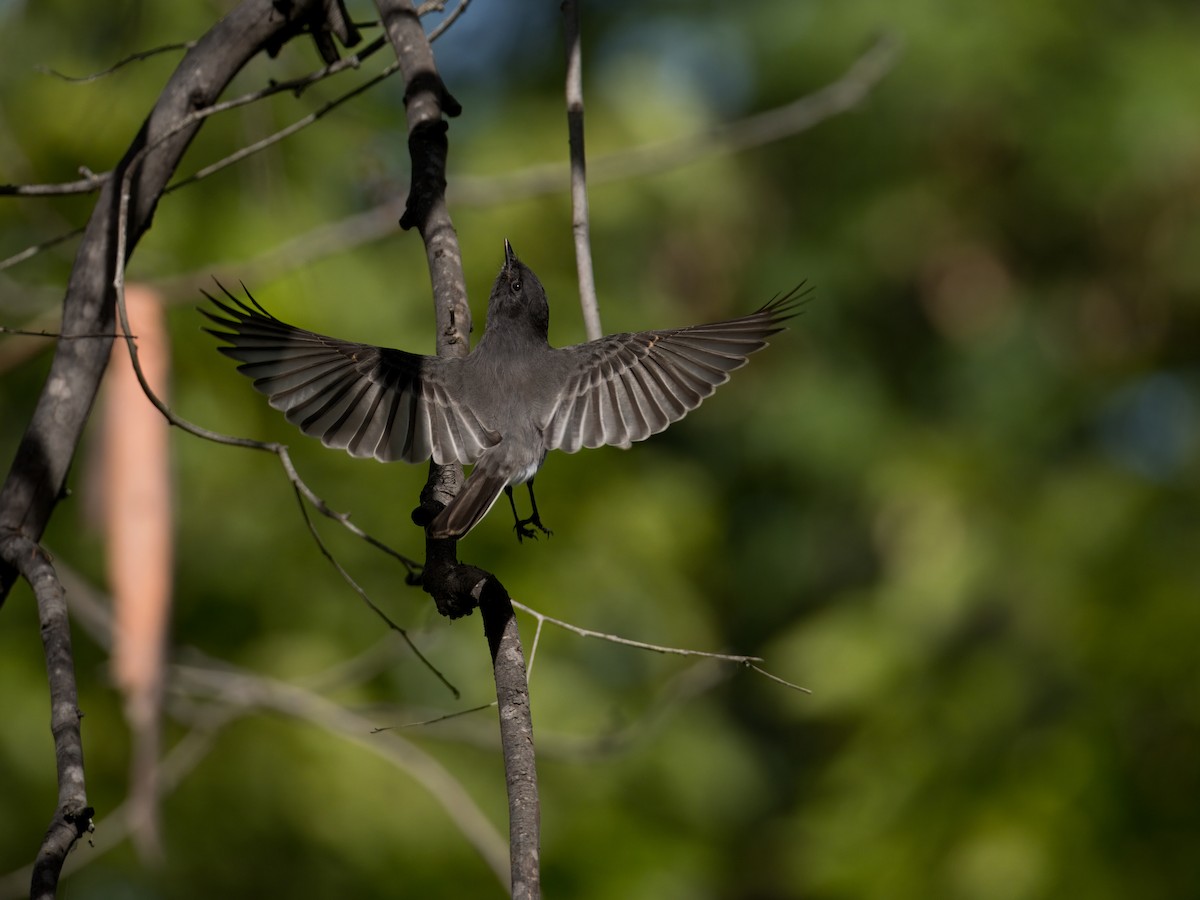 Black Phoebe - ML609985340