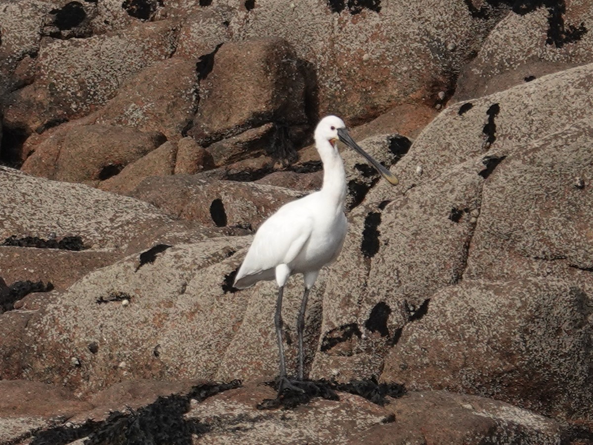 Eurasian Spoonbill - ML609985402