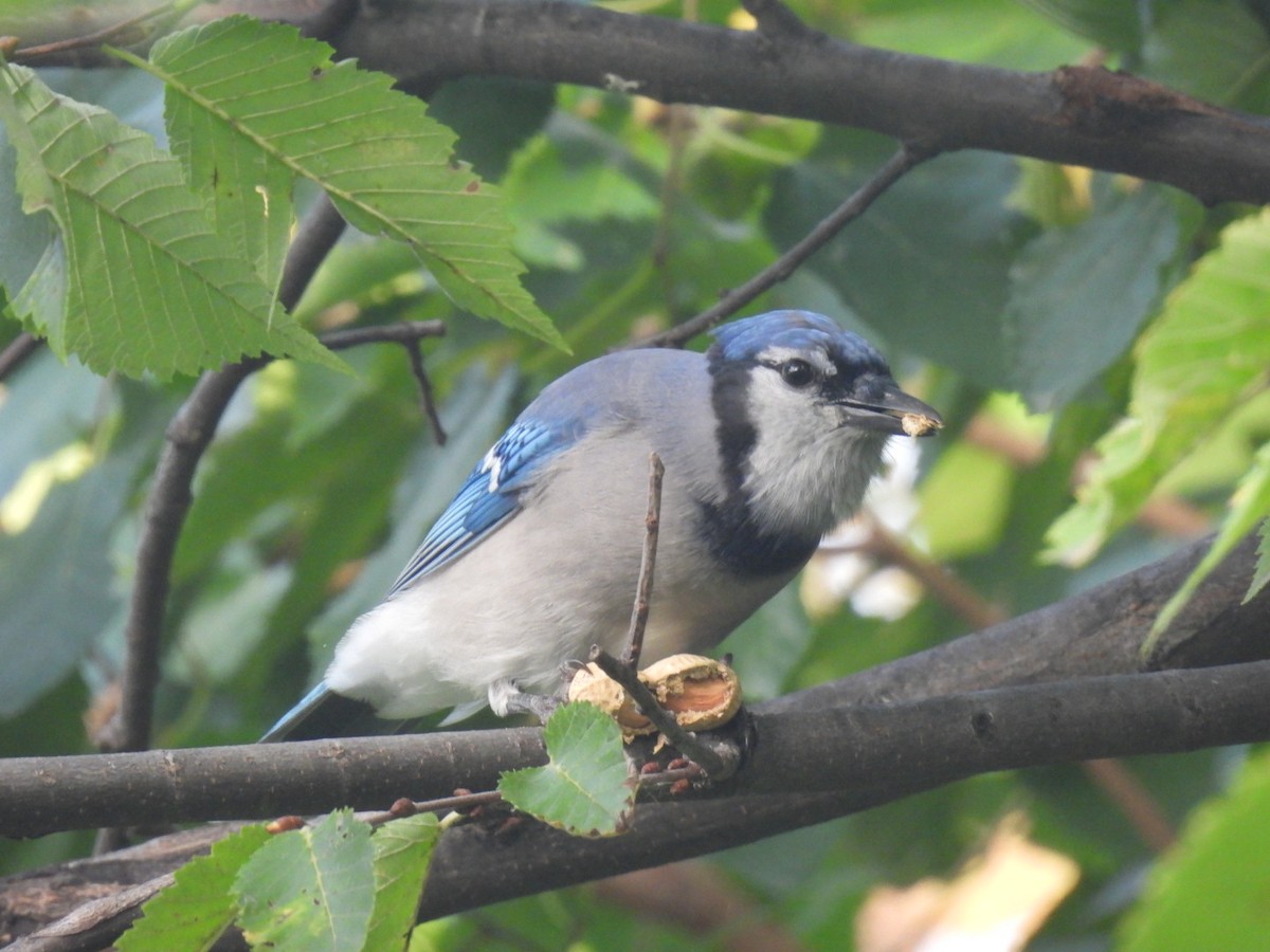 Blue Jay - Anonymous