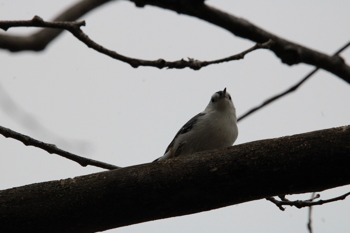 White-breasted Nuthatch - ML609985708