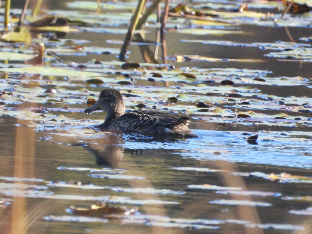 Green-winged Teal - ML609985710