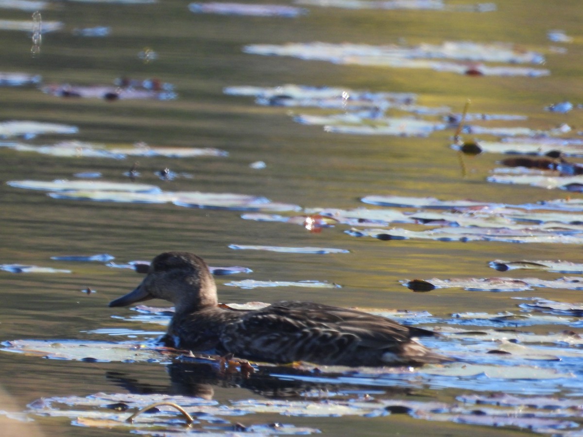 Green-winged Teal - ML609985712