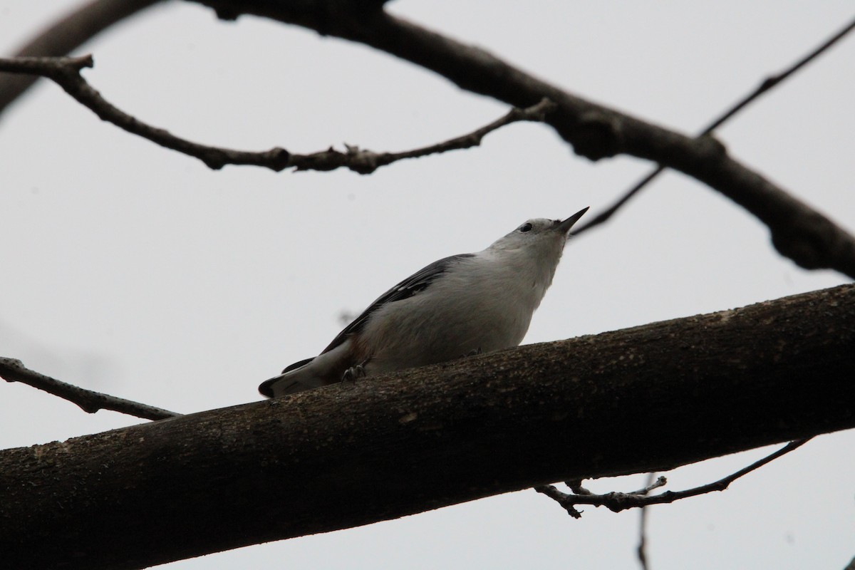 White-breasted Nuthatch - ML609985719