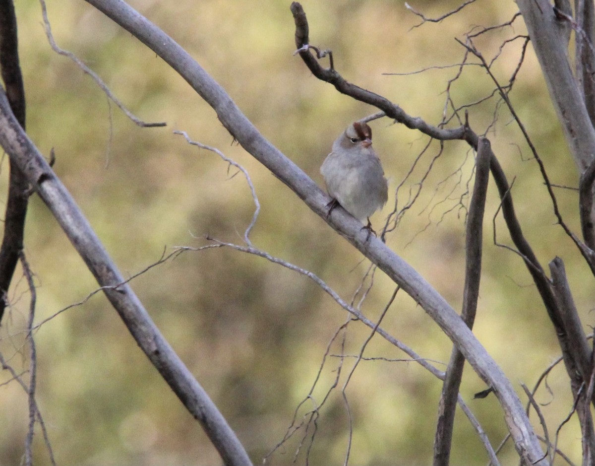 White-crowned Sparrow - ML609985722