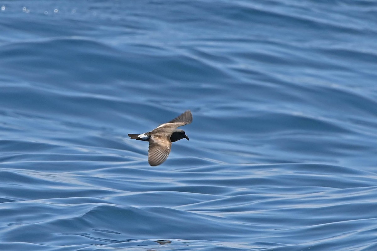 Townsend's Storm-Petrel - ML609985765