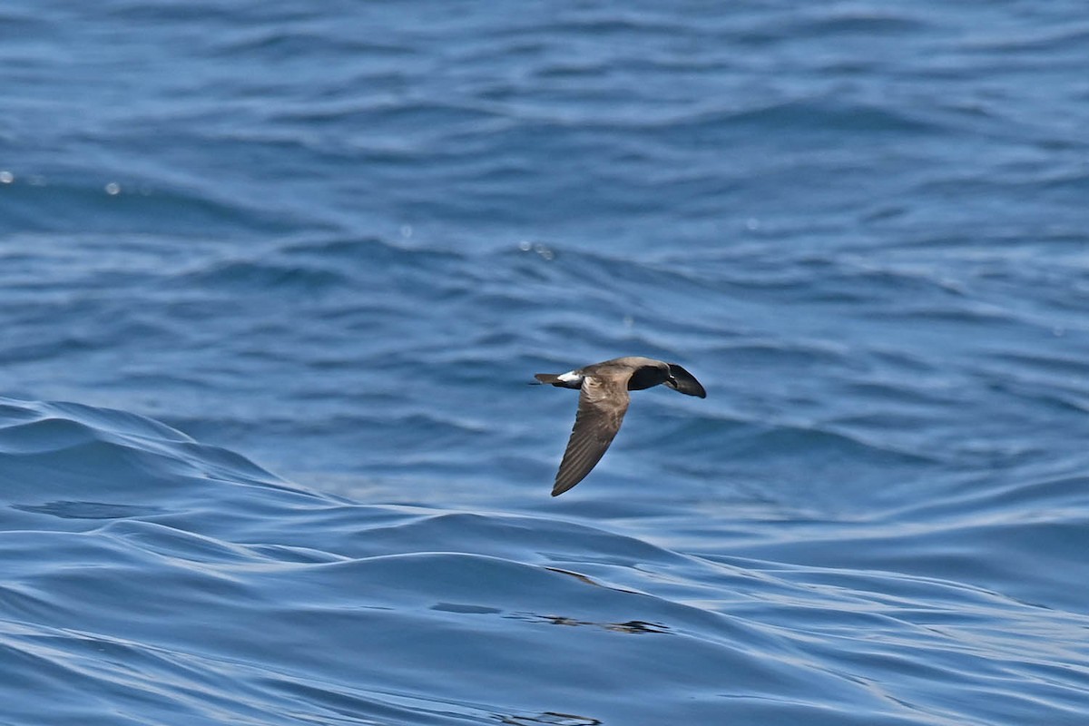 Townsend's Storm-Petrel - ML609985766