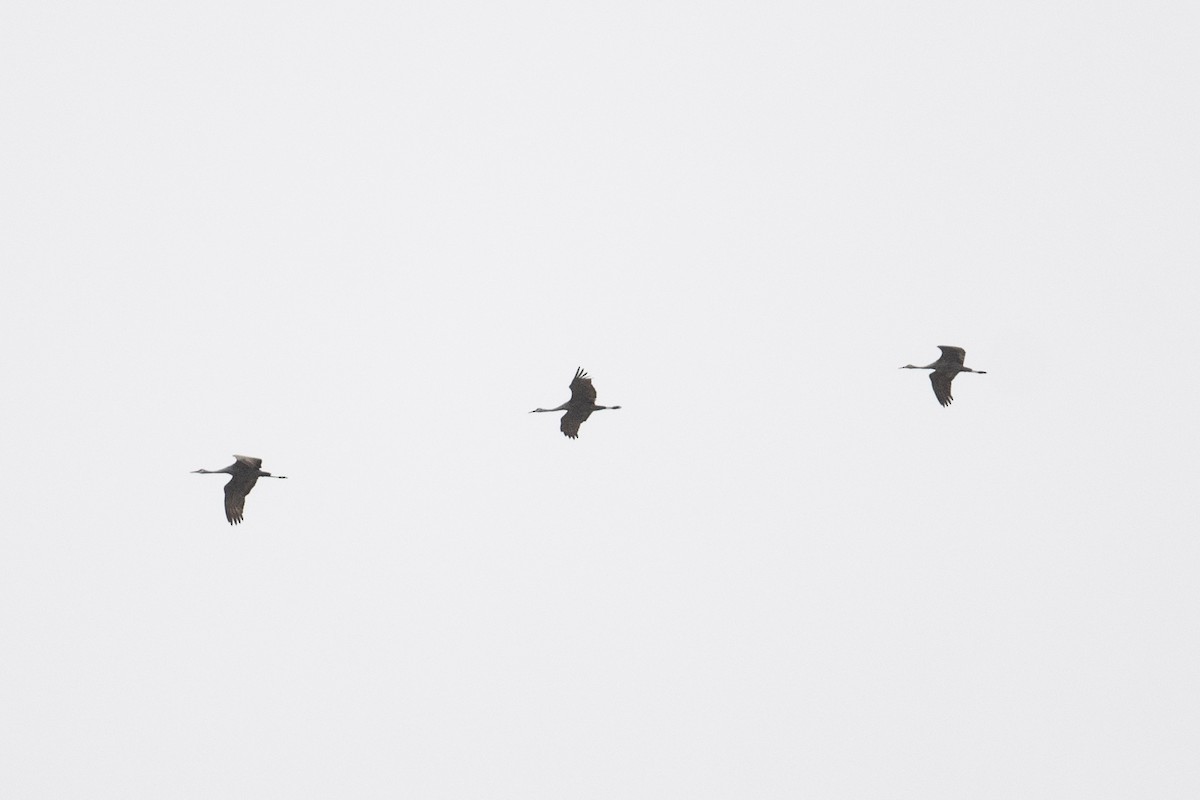 Sandhill Crane - Amanda Guercio