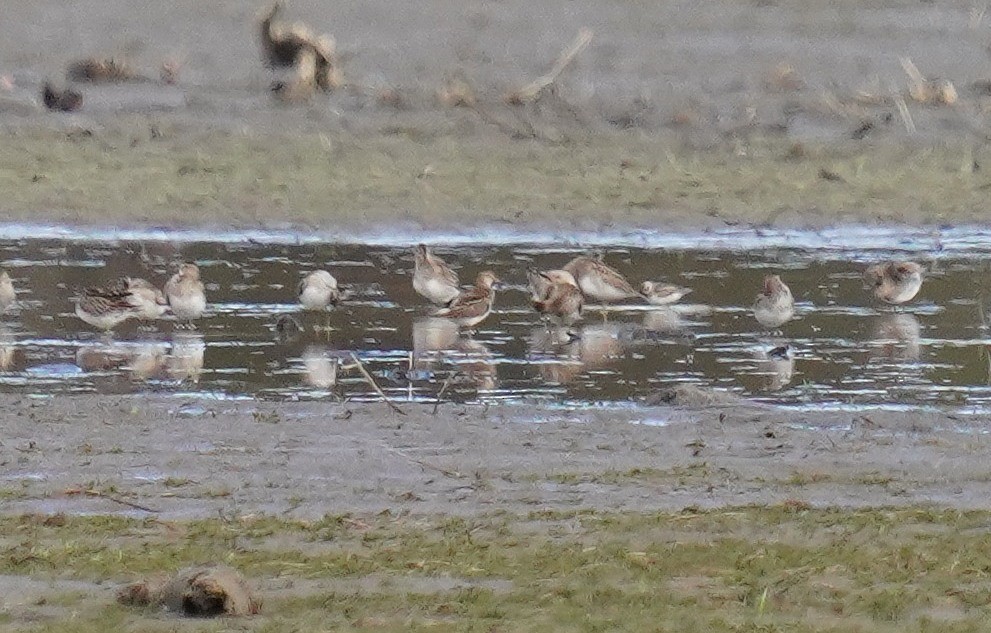 Semipalmated Sandpiper - ML609985808