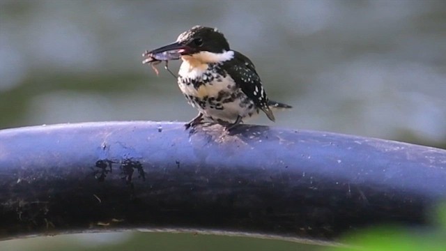 Martin-pêcheur vert - ML609985886