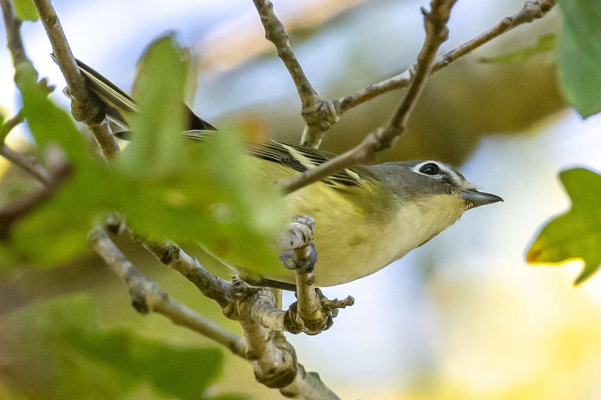 Blue-headed Vireo - ML609985917