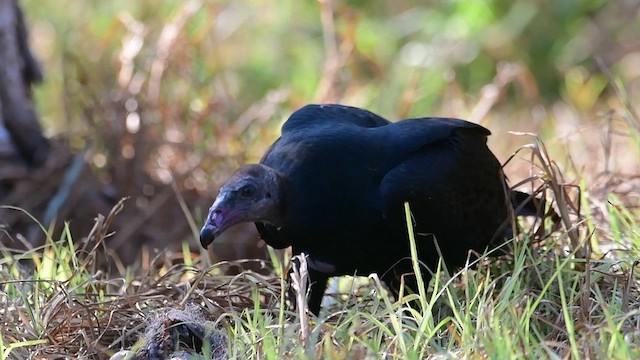 Turkey Vulture - ML609986039