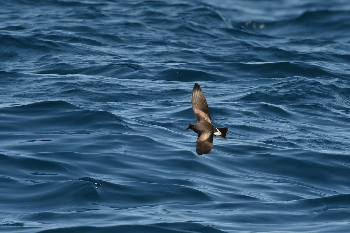 Townsend's Storm-Petrel - ML609986096