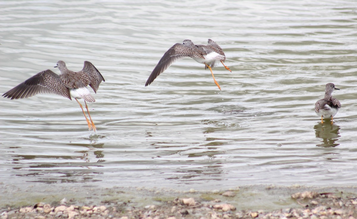 Lesser Yellowlegs - ML609986155