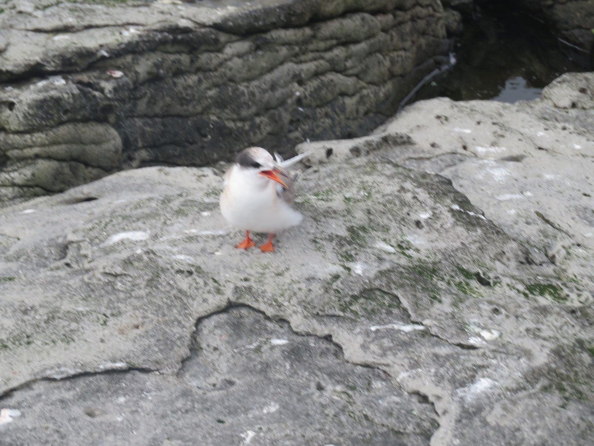 Arctic Tern - ML609986175