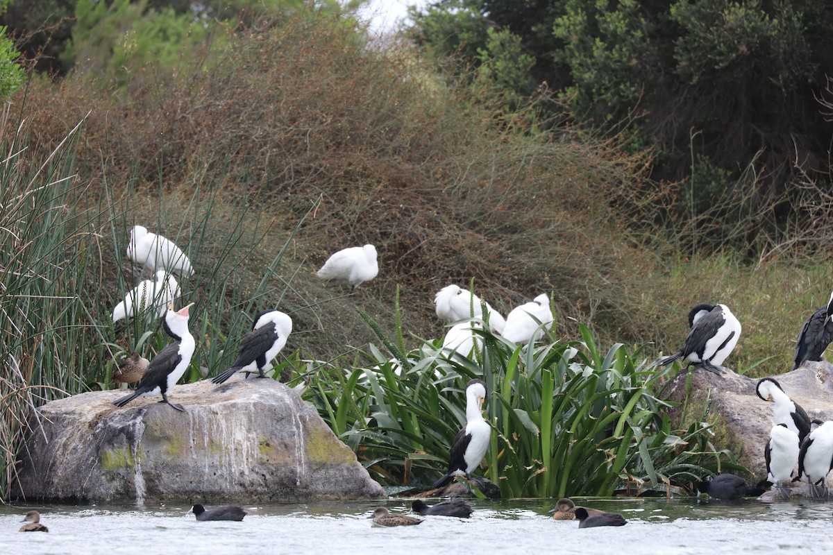 Royal Spoonbill - Paul Charlton