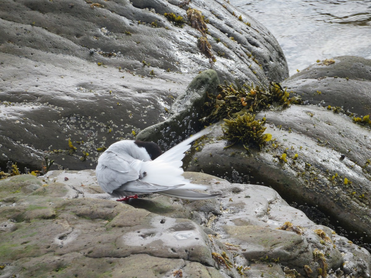 Arctic Tern - ML609986238