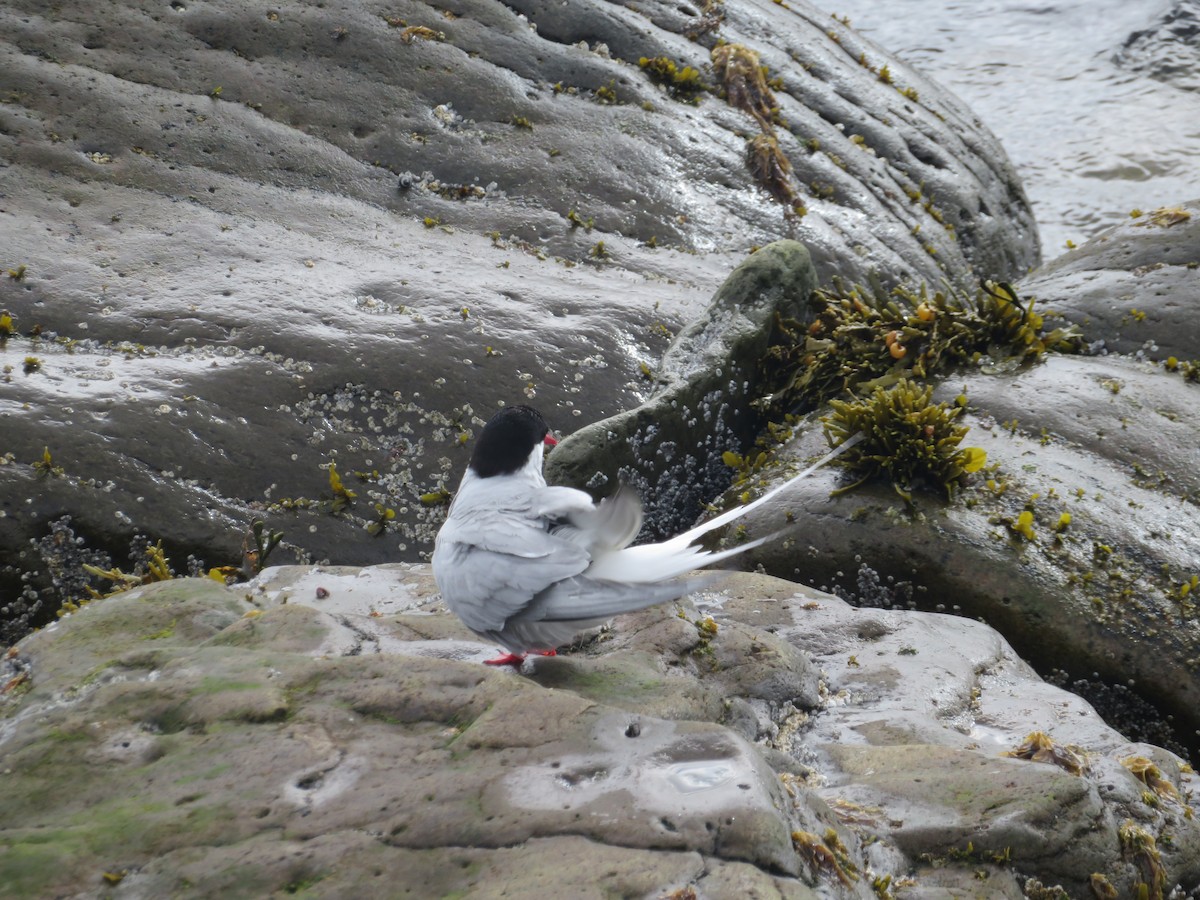 Arctic Tern - ML609986252