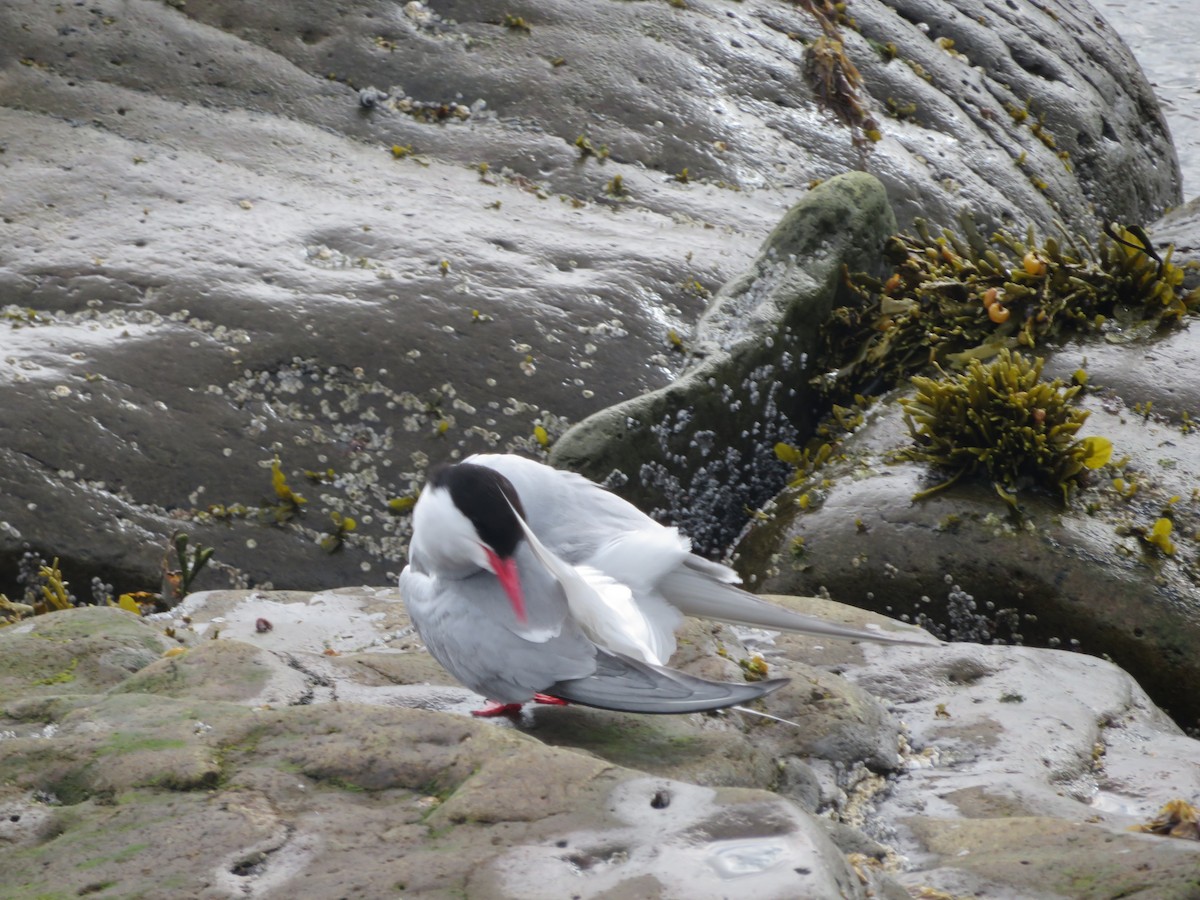 Arctic Tern - ML609986279