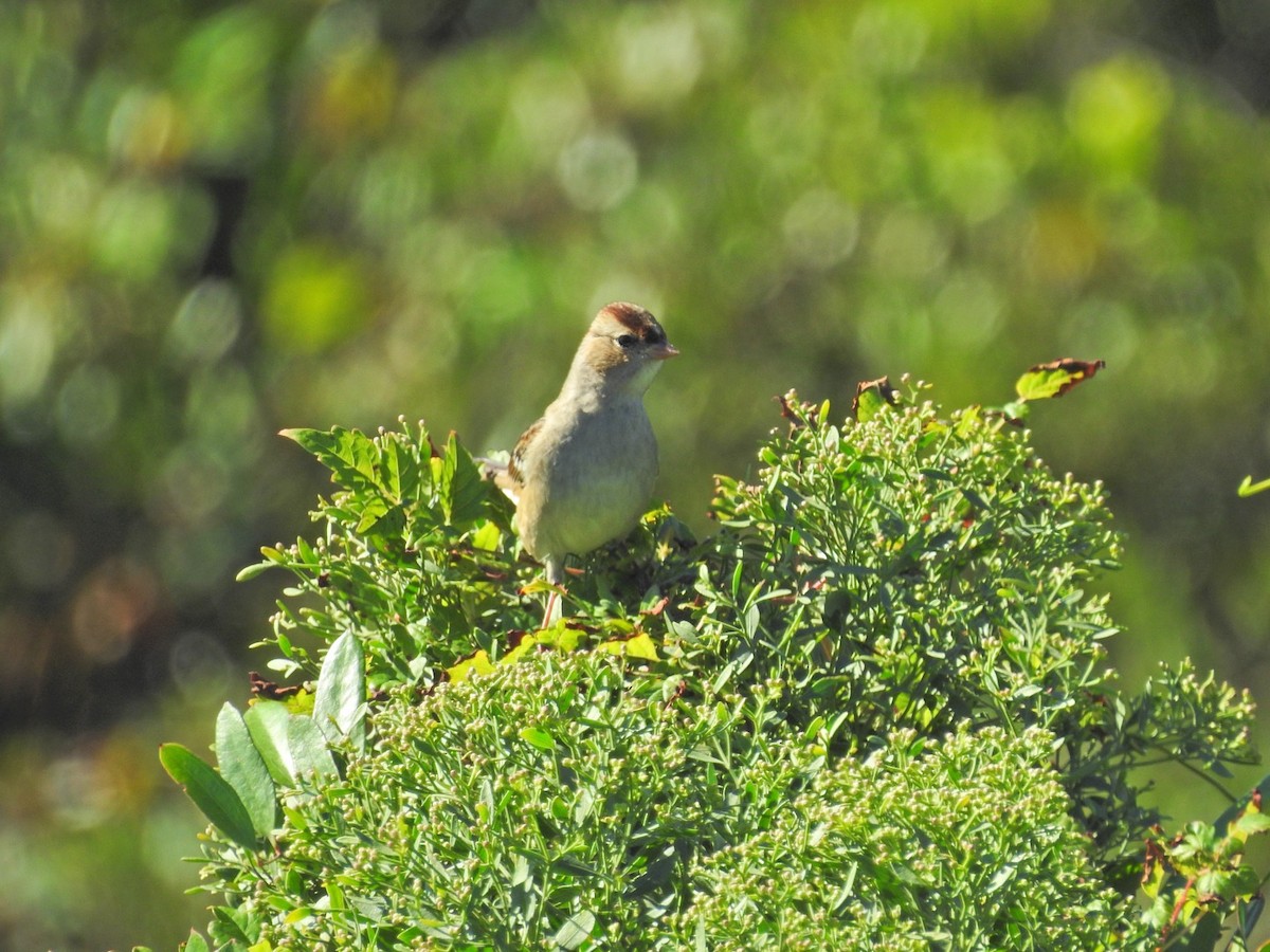 White-crowned Sparrow - Timothy Akin