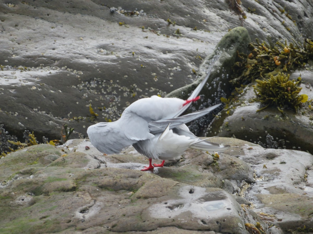 Arctic Tern - ML609986298