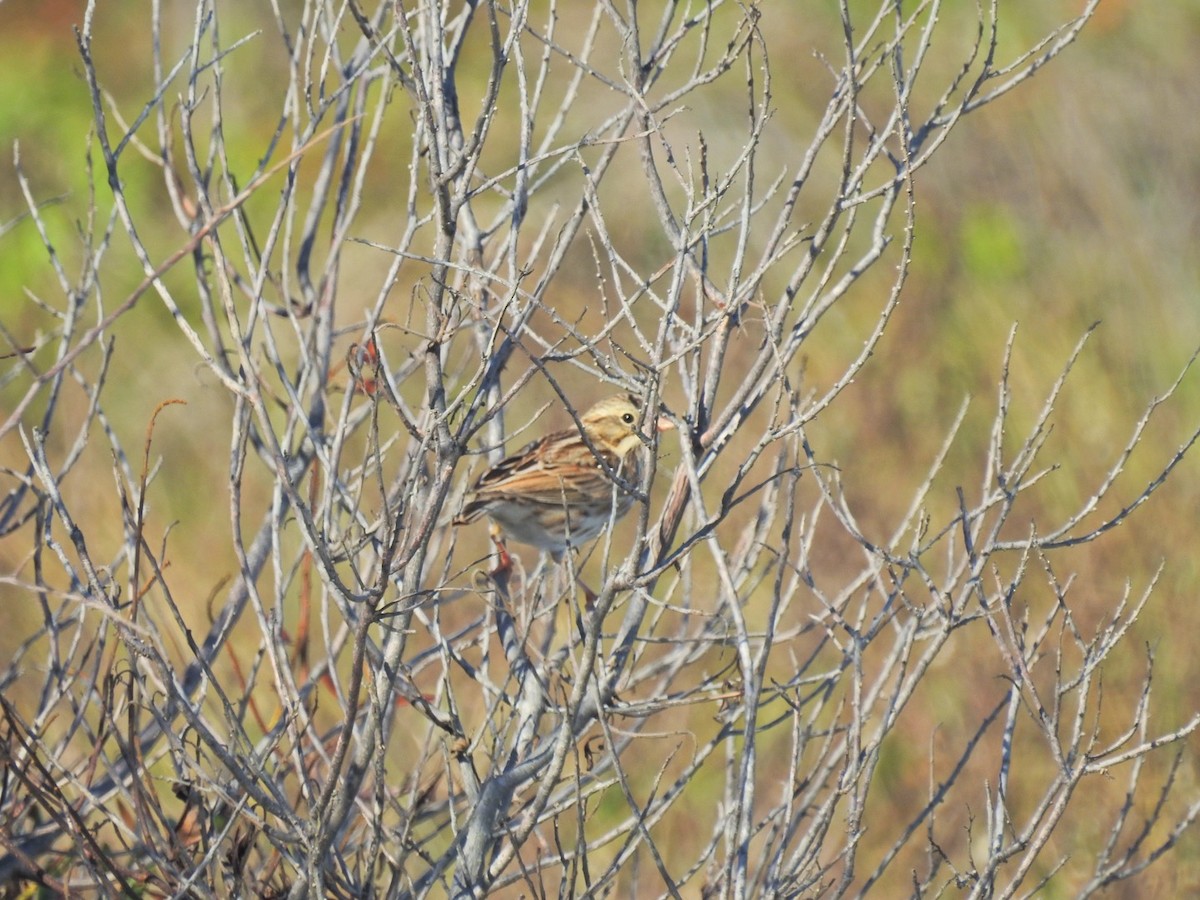 Savannah Sparrow - Timothy Akin