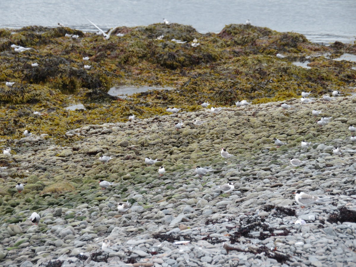 Arctic Tern - ML609986331