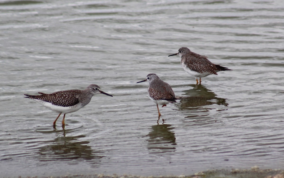 Lesser Yellowlegs - ML609986357