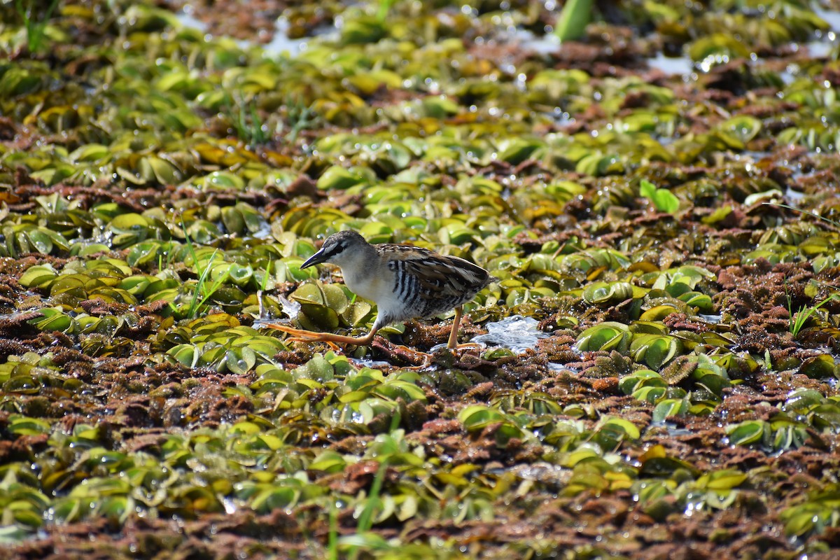 Yellow-breasted Crake - ML609986374