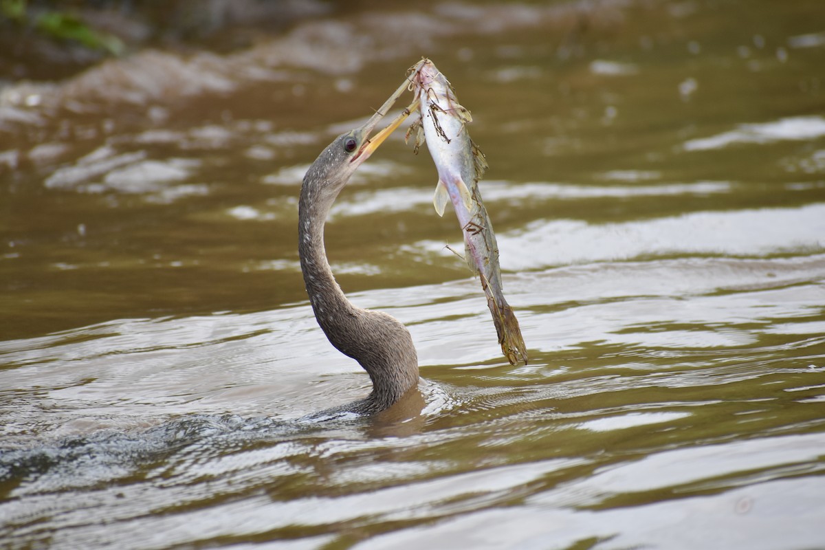 Anhinga - ML609986390